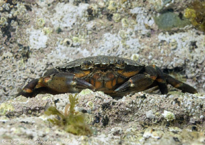 Shore crab. Trefor pier. D3,60mm. by Derek Haslam 